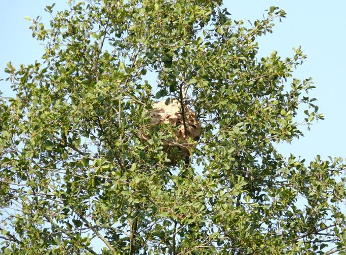 Nid de frelon asiatique à Ernée